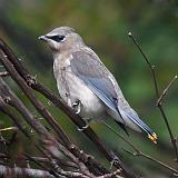 Bird On A Branch_23114BF